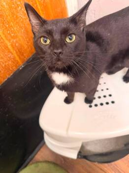 Koa -  Domestic Short Hair Cat for Adoption in Indianapolis, Indiana - Koa | PetCurious