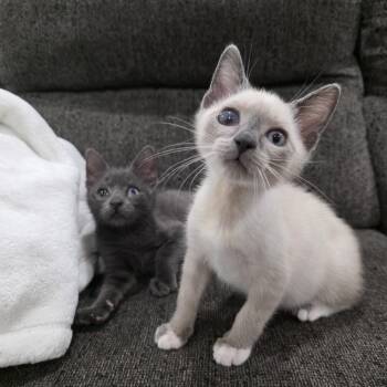 Penny -  Domestic Short Hair and Siamese Cat for Adoption in Mastic, New York - Penny | PetCurious