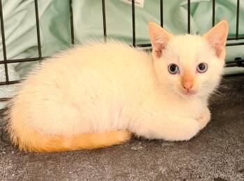 Neiko -  Domestic Short Hair Cat for Adoption in Newnan, Georgia - Neiko | PetCurious
