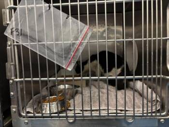 61614075 -  Domestic Short Hair Cat for Adoption in El Paso, Texas - 61614075 | PetCurious