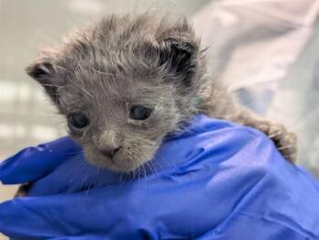 Domestic Short Hair Cats Available for Adoption in Dallas, Texas - WAFFLES | PetCurious