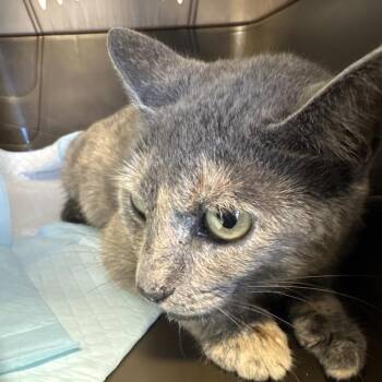 Mother Mary -  Domestic Short Hair Cat for Adoption in West Palm Beach, Florida - Mother Mary | PetCurious