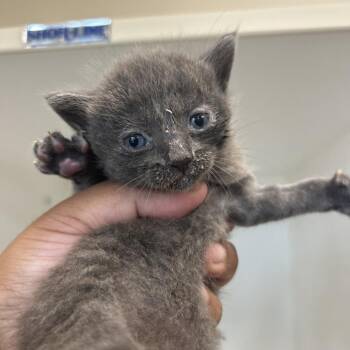 McGregor -  Domestic Short Hair Cat for Adoption in Corpus Christi, Texas - McGregor | PetCurious