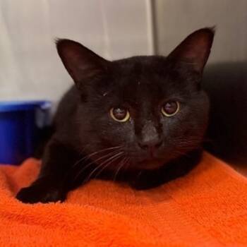 Rescue Domestic Short Hair Cats for Adoption - Chipmunk | PetCurious