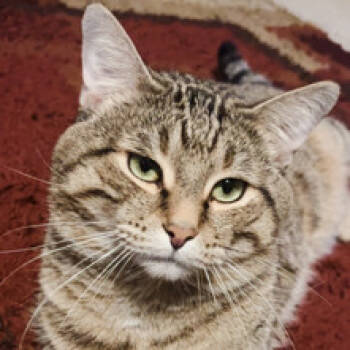 Rescue Domestic Short Hair Cats for Adoption in San Antonio, Texas - Simba | PetCurious