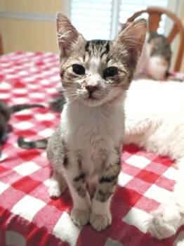 Marcel -  Domestic Short Hair Cat for Adoption in Hartsville, South Carolina - Marcel | PetCurious