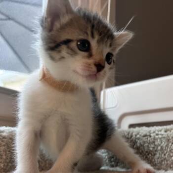 Pebbles -  Domestic Short Hair Cat for Adoption in East Hanover, New Jersey - Pebbles | PetCurious