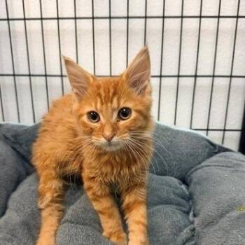 Hunter -  Domestic Medium Hair Cat for Adoption in Hawthorne, California - Hunter | PetCurious