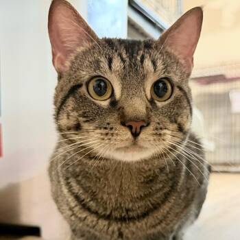 Poe -  Domestic Short Hair Cat for Adoption in Montclair, New Jersey - Poe | PetCurious