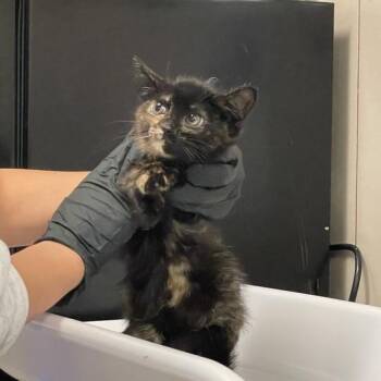 Shavi -  Domestic Short Hair Cat for Adoption in Chicago, Illinois - Shavi | PetCurious
