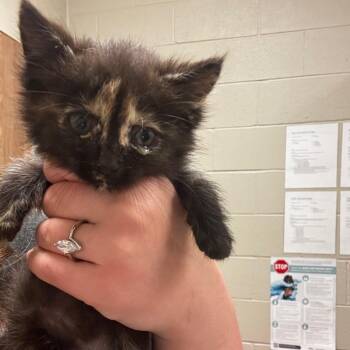 Caroline -  Domestic Medium Hair Cat for Adoption in Bristol, Indiana - Caroline | PetCurious