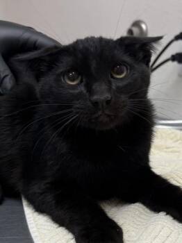 Thrash -  Domestic Short Hair Cat for Adoption in Eugene, Oregon - Thrash | PetCurious