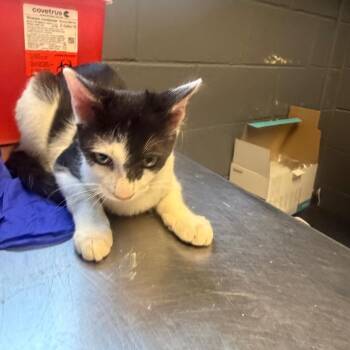 TUSC-Stray-85389_2_3_4 -  Domestic Short Hair Cat for Adoption in Tuscaloosa, Alabama - TUSC-Stray-85389_2_3_4 | PetCurious