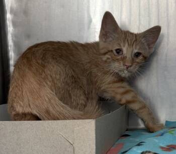 Rescue Domestic Short Hair Cats for Adoption in El Paso, Texas - Skitty | PetCurious