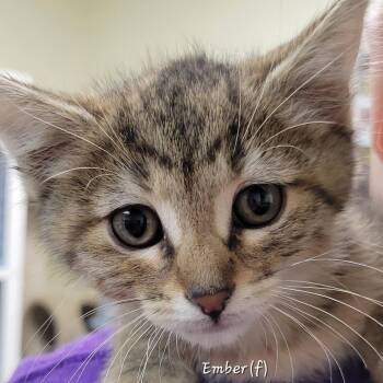 Domestic Short Hair Cats Available for Adoption in Mazon, Illinois - Ember | PetCurious