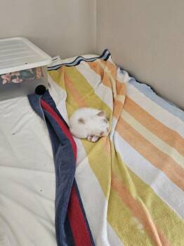Togepi -  Domestic Medium Hair Cat for Adoption in Virginia Beach, Virginia - Togepi | PetCurious