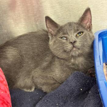 Frank Castle -  Domestic Short Hair Cat for Adoption in Los Angeles, California - Frank Castle | PetCurious