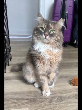 Lily -  Domestic Long Hair Cat for Adoption in Terrebonne, Quebec - Lily | PetCurious