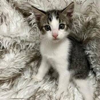 Rescue Tabby Cats for Adoption in Green Valley, Arizona - Huckleberry | PetCurious