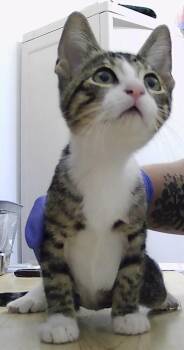 Colette -  Domestic Short Hair Cat for Adoption in Dayton, Minnesota - Colette | PetCurious