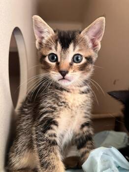 Primrose -  Domestic Short Hair Cat for Adoption in Los Angeles, California - Primrose | PetCurious