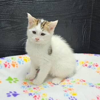 Domestic Short Hair Cats Available for Adoption - Hamilton | PetCurious