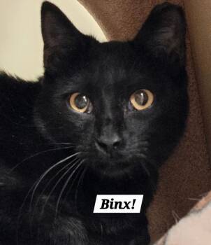 Domestic Short Hair and Bombay Cats Available for Adoption - Binx | PetCurious