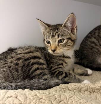 Josephine -  Domestic Short Hair Cat for Adoption in Liverpool, New York - Josephine | PetCurious
