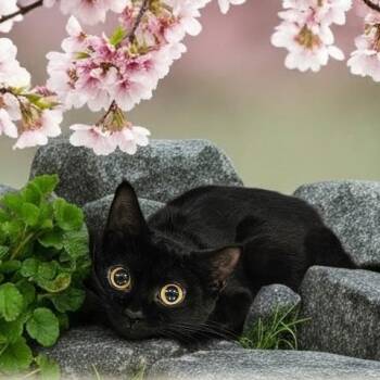 WHISPER -  Domestic Short Hair Cat for Adoption - WHISPER | PetCurious
