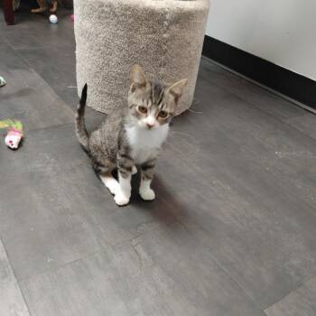 Trinidad -  Domestic Short Hair Cat for Adoption in Webster, Texas - Trinidad | PetCurious