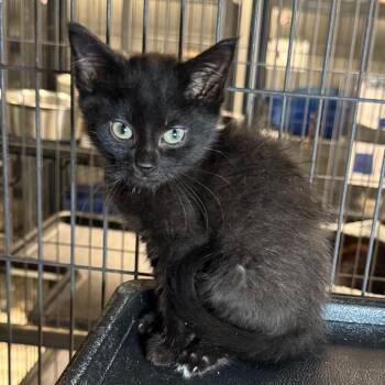 Bobert -  Domestic Short Hair Cat for Adoption in Saginaw, Michigan - Bobert | PetCurious