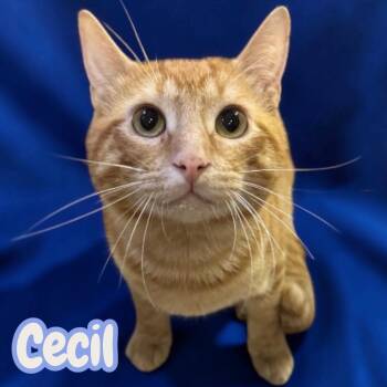 Cecil -  Domestic Short Hair Cat for Adoption in Sorrento, Louisiana - Cecil | PetCurious