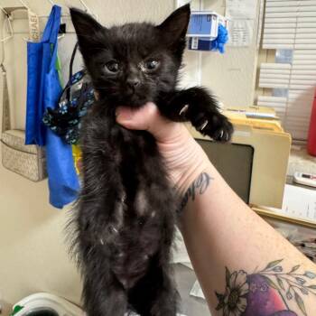 Domestic Short Hair Cats Available for Adoption in Pekin, Illinois - Ming Spa | PetCurious