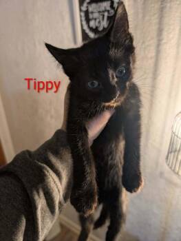 Domestic Short Hair Cats Available for Adoption in Metamora, Illinois - Tippy K-522 | PetCurious
