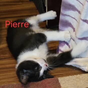 Pierre -  Domestic Short Hair Cat for Adoption in Ashland, Virginia - Pierre | PetCurious