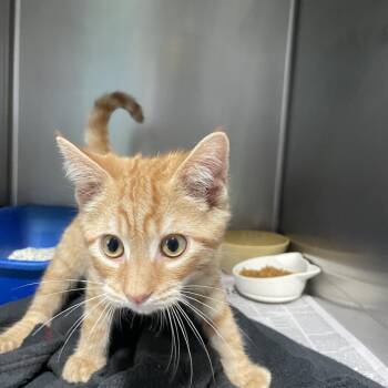 Cicada -  Domestic Short Hair Cat for Adoption in Newport, North Carolina - Cicada | PetCurious