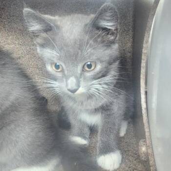 Dani -  Domestic Short Hair Cat for Adoption in Birmingham, Alabama - Dani | PetCurious