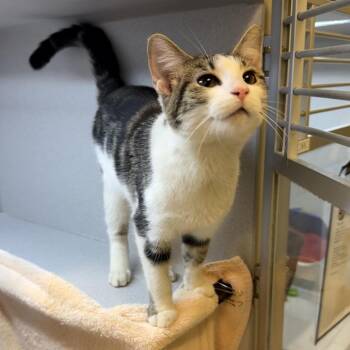 Todd -  Domestic Short Hair Cat for Adoption in Pittsburgh, Pennsylvania - Todd | PetCurious