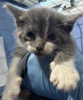 EVANGELINE -  Domestic Short Hair Cat for Adoption in San Bernardino, California - EVANGELINE | PetCurious