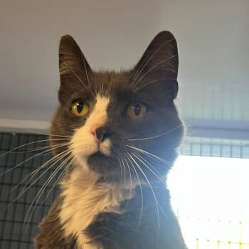 Stan -  Domestic Short Hair Cat for Adoption in Ruckersville, Virginia - Stan | PetCurious