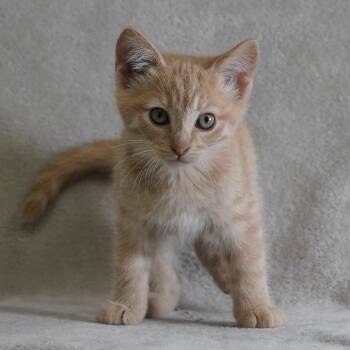 Goose -  Domestic Short Hair Cat for Adoption in Sunnyvale, California - Goose | PetCurious