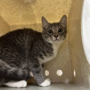 Bolete -  Domestic Short Hair Cat for Adoption in Lyndhurst, Virginia - Bolete | PetCurious
