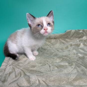 Curly -  Siamese and Domestic Short Hair Cat for Adoption in San Antonio, Texas - Curly | PetCurious