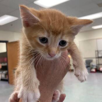 Applesauce -  Domestic Short Hair Cat for Adoption in Charlottesville, Virginia - Applesauce | PetCurious