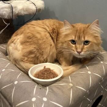 Scarecrow -  Domestic Long Hair Cat for Adoption in Tipp City, Ohio - Scarecrow | PetCurious
