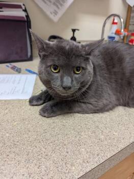 Domestic Short Hair Cats Available for Adoption - Caius (Bishop) | PetCurious