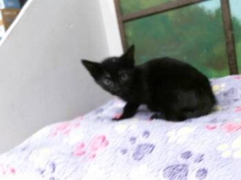 Domestic Short Hair Cats Available for Adoption in Houston, Texas - PENNY | PetCurious