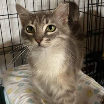 Tiffany -  Domestic Medium Hair Cat for Adoption in Folsom, Louisiana - Tiffany | PetCurious