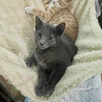 Blossom -  Domestic Short Hair Cat for Adoption in Westhampton, New York - Blossom | PetCurious