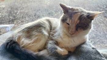 Domestic Short Hair Cats Available for Adoption - Clairee | PetCurious